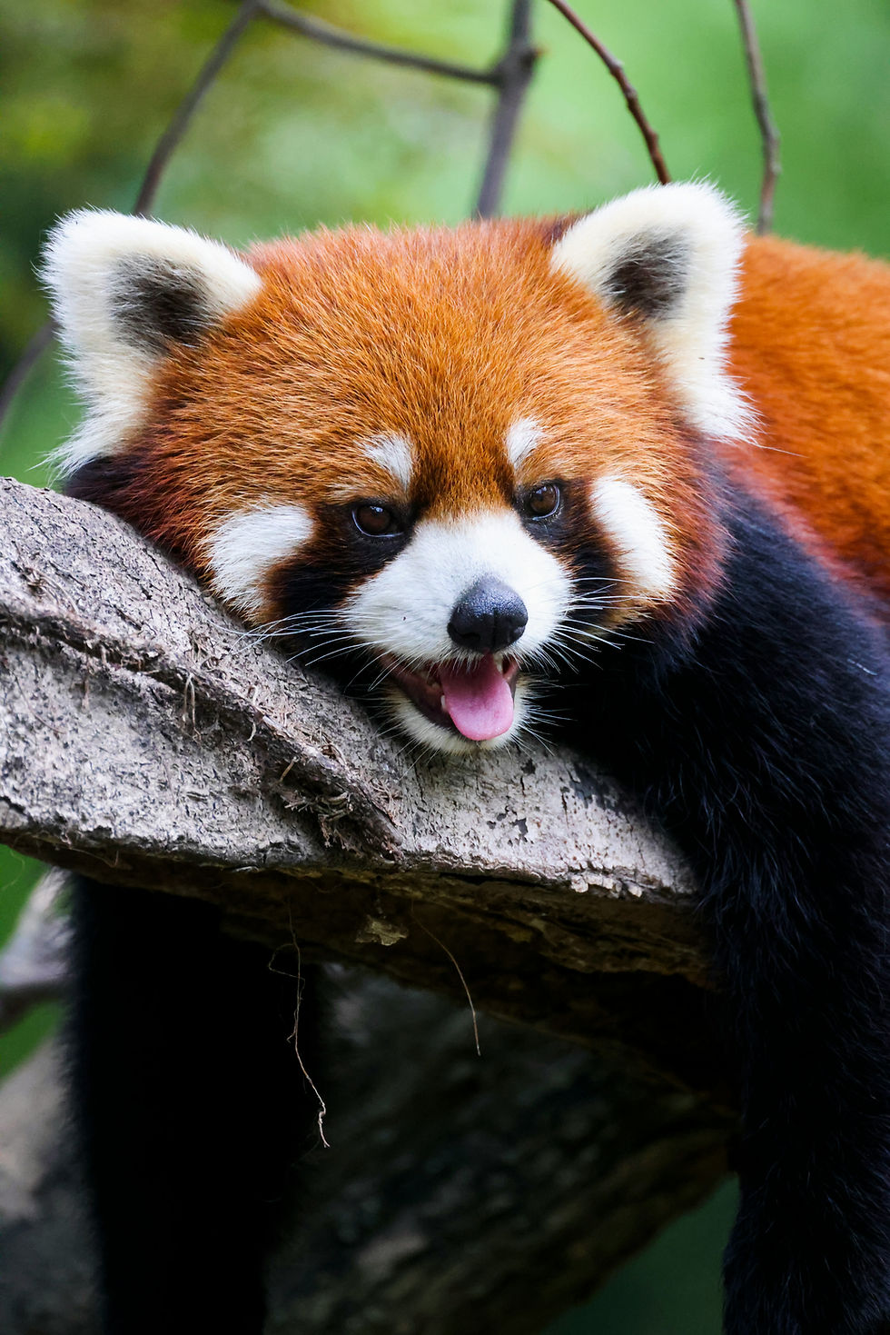 Term 2: Red Panda Drama Bundle (Year 3 and Year 4)