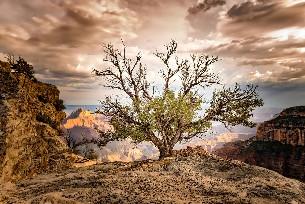 Image by Stephen Walker