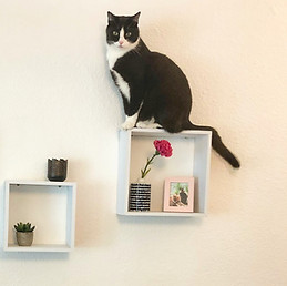 Consulta Veterinária Comportamental Felina