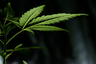 Risk of Psychotic Disorder May Decline Following Cannabis Use Cessation