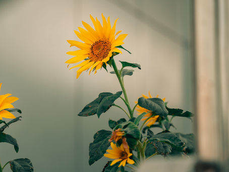 Tapping into Higher Wisdom: Balancing Your Crown & Root Chakras