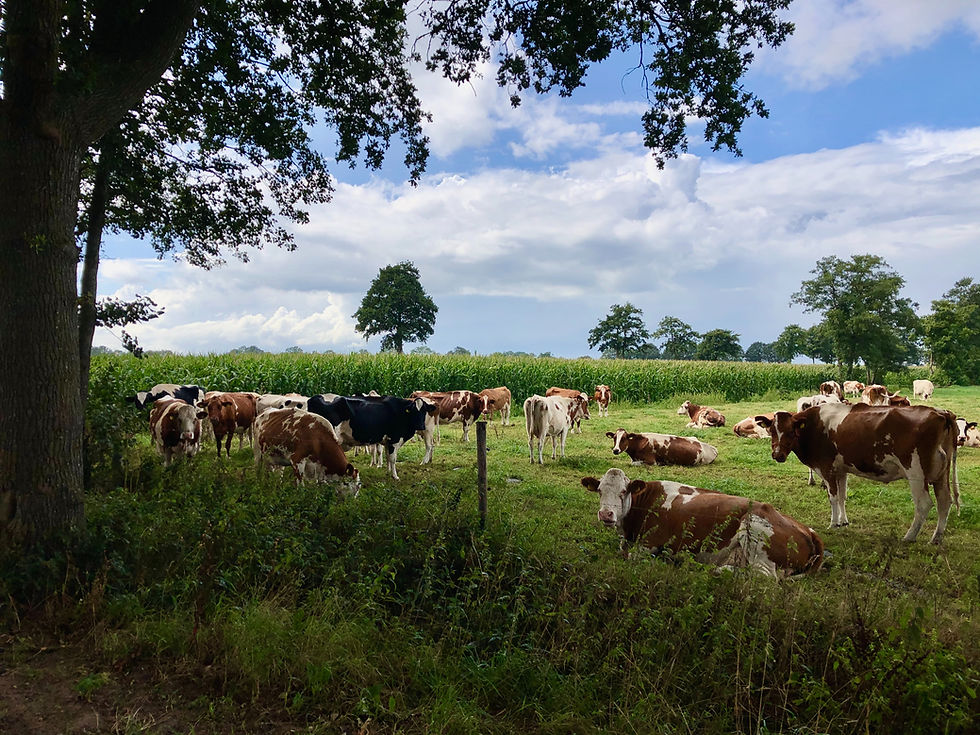 How many cows per acre