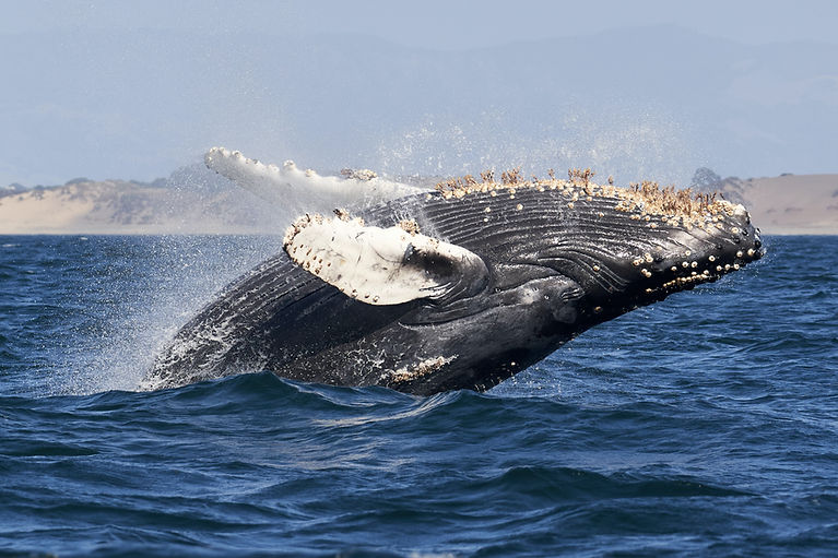 Image by Mike Doherty