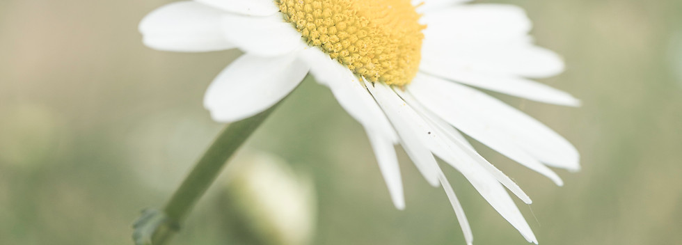 Image by Diana Parkhouse