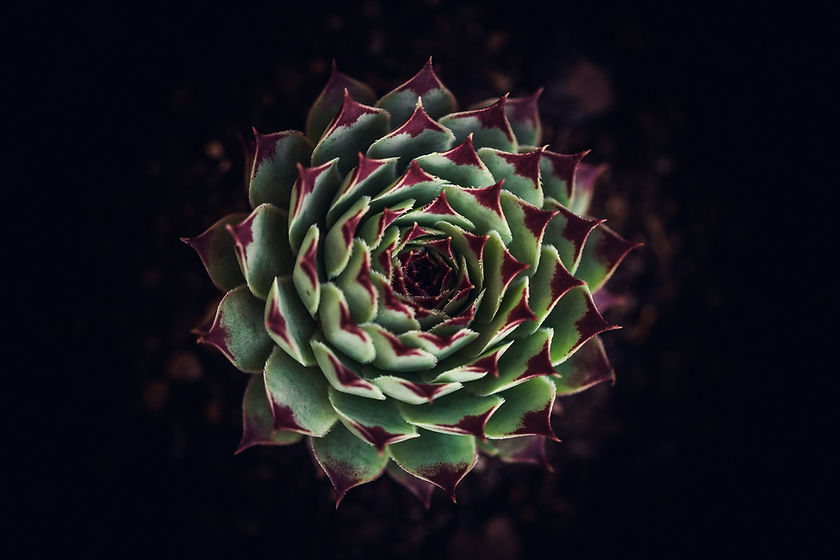Image by César Couto