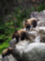 Grizzly bears by a river like the ones seen regularly in Jasper National Park.