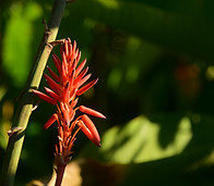 Image by Roberto Huczek