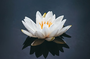 Image by Nong V