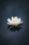 Image by Nong V