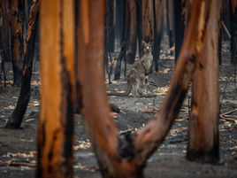 Bega: Support for households in temporary accommodation on bushfire-affected land