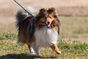 Why Even Occasional Walks Can Be Beneficial for Dogs