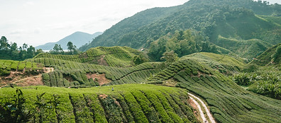 Lush green tea plantations cover rolling hills with winding dirt paths, surrounded by dense forest and mountains in the background under a cloudy sky.