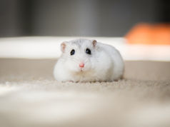 The long shadow of animal testing in global cosmetics