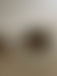 Naturheilmittel für Hunde – Wann sie helfen können und wann nicht