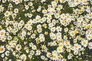 Image by alksndra