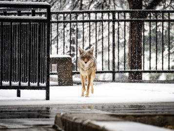 Human-Wildlife Conflict and Coexistence: Urban Coyotes in Newton, Massachusetts