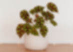a begonia plant in a white pot on a wooden table
