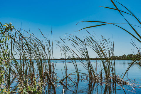 Image by The Tampa Bay Estuary Program
