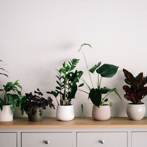 Hard-To-Kill Houseplants for Beginners