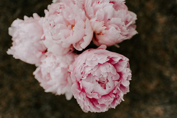 Suonare Blume