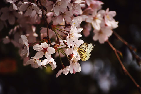 Image by Joanne Gerber