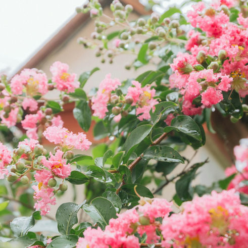 Navigating Urban Gardens and Homeowners Association Rules: What Every Homeowner Needs to Know