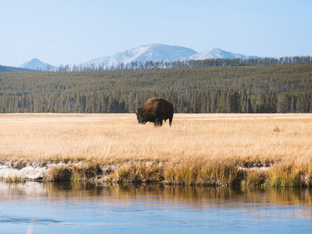 Yellowstone