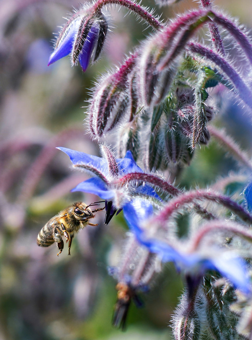 Bee hovers near a purple borage flower with fuzzy stems, showcasing nature's vibrant colors and textures.