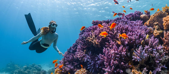 Reef Check turns volunteer dives into evidence on reef health
