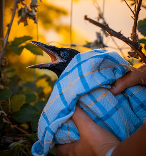 Image by Maxime Vandenberge