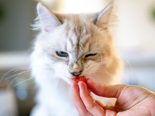 Valorizzazione di cibo per gatti scaduto tramite larve di mosca soldato nera