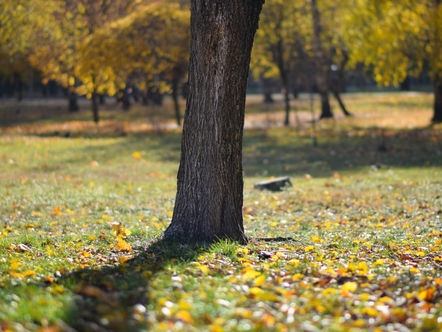 was der Herbstbeginn von der Natur lehrt
