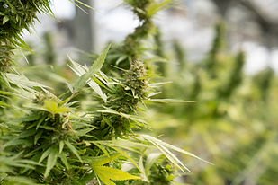 Image by CRYSTALWEED cannabis