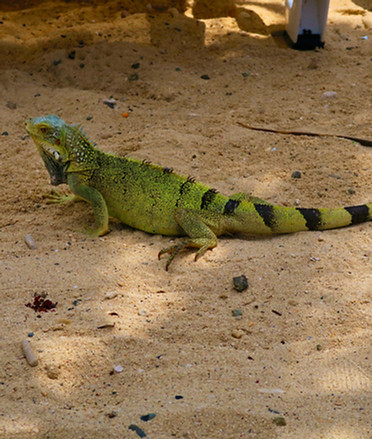 Image by Stephan van de Schootbrugge