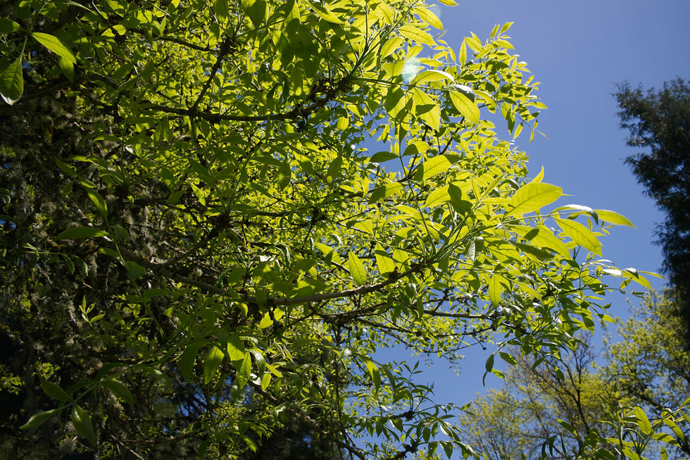 green ash tree branches