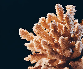 Coral en arrecife