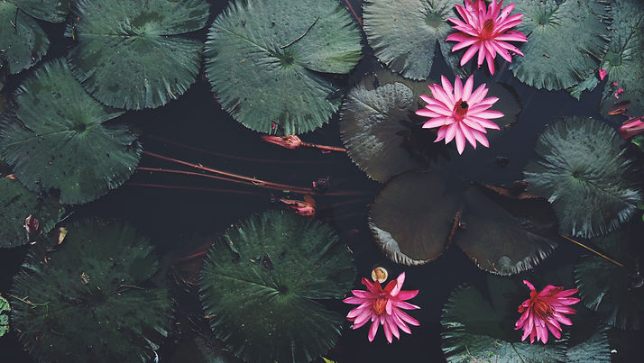 Image by Ginevra Austine