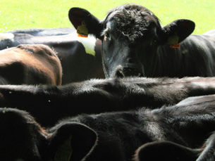 Recepción de ganado en corral; impacto de la mala recepción en el consumo.