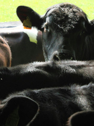 Recepción de ganado en corral; impacto de la mala recepción en el consumo.