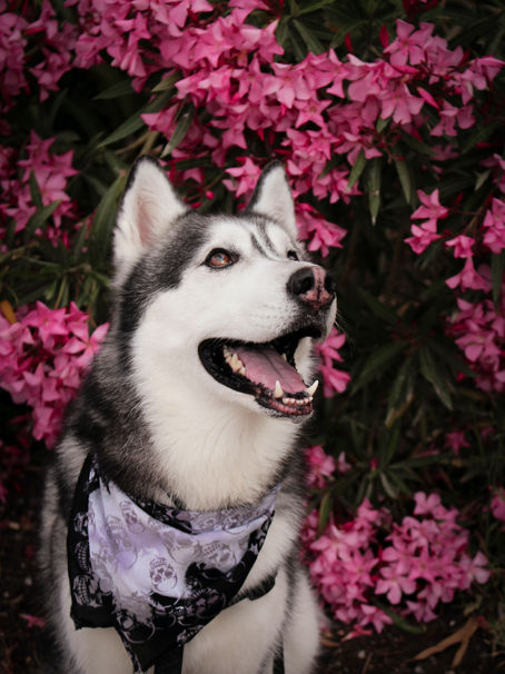 If your dog could talk: toxic plants.