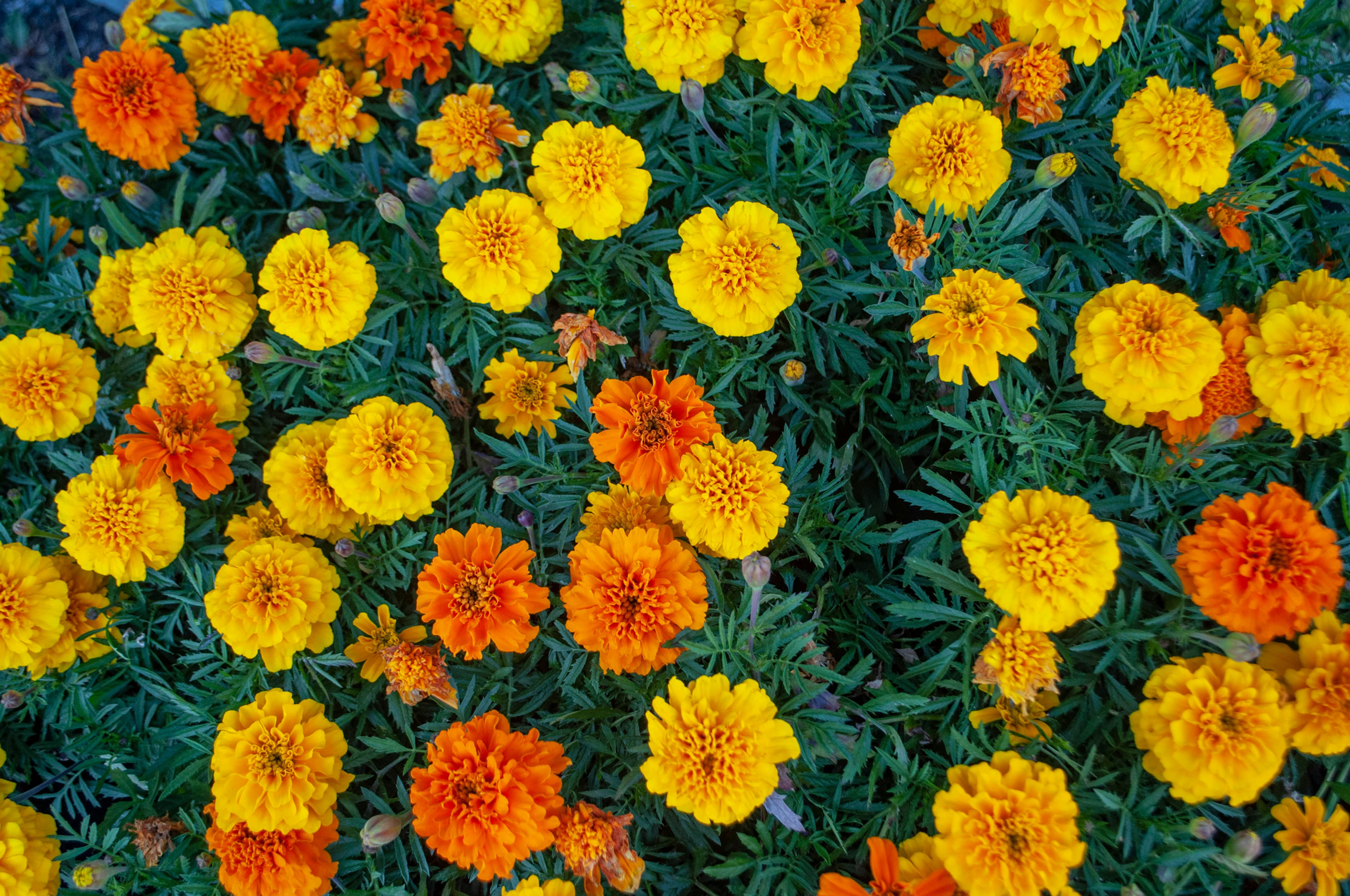 french marigold mix