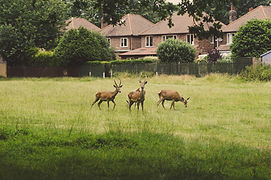 Deer Mendocino CHATEAU FROLIC Villa Rental Vacation