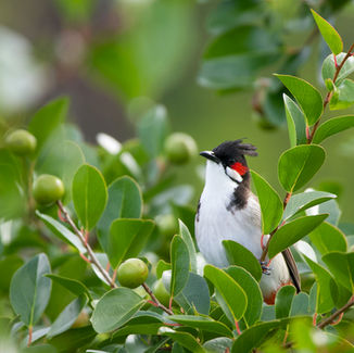 Goyave de chine Ile Maurice
