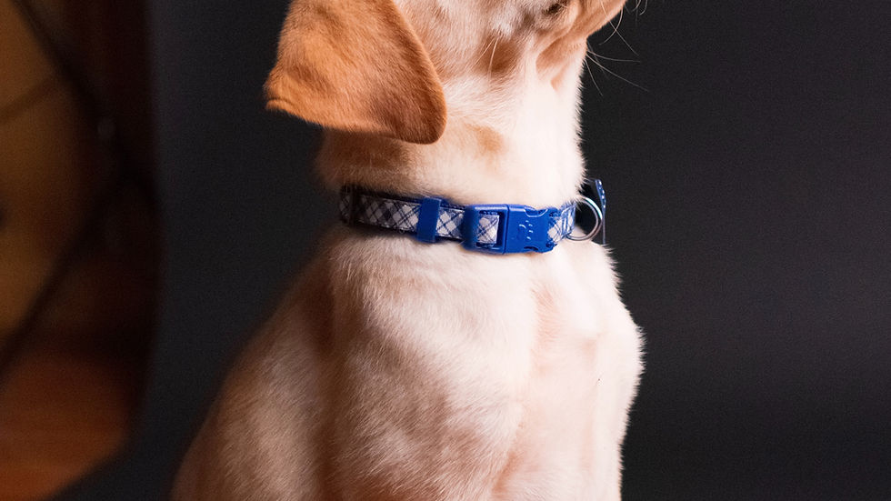 Puppy enjoying learning and being stimulated - Happy Paws Horsley does this for all our new puppies... IMDT certified puppy trainer