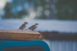 Image by Lia Stepanova