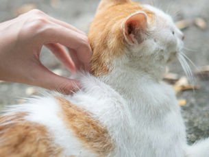 Un chat pris par la peau du coup