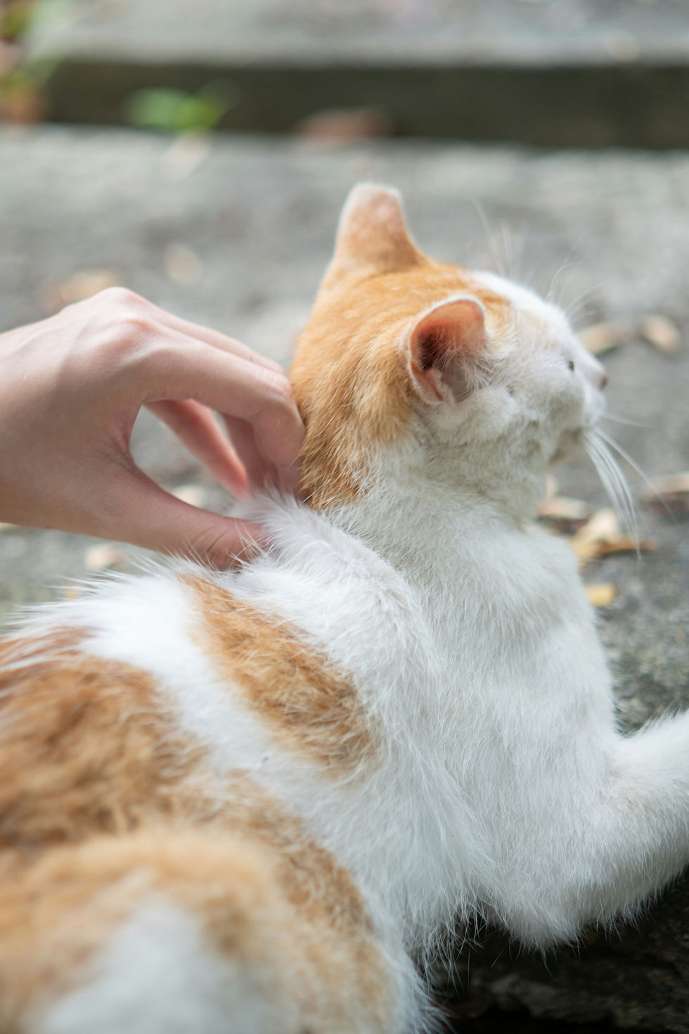 Un chat pris par la peau du coup