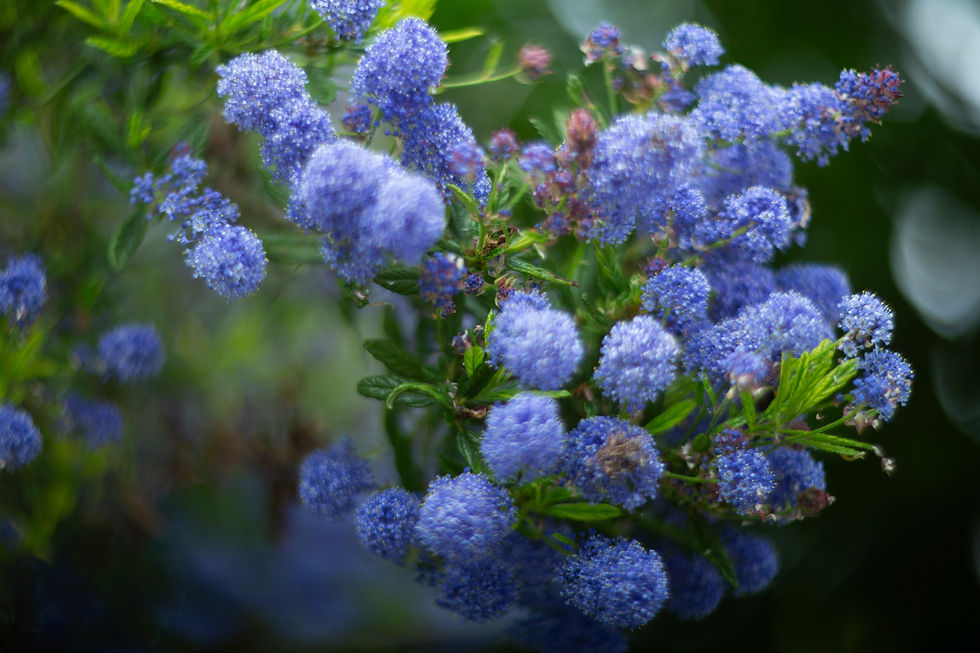 Drought-tolerant California native plants for xeriscape landscaping in Sacramento