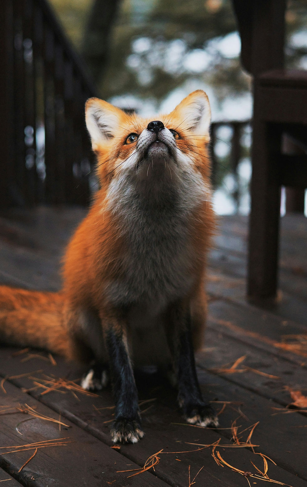 Image by Daniel Gomez