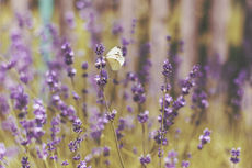caring for lavender in Central Georgia zone 8